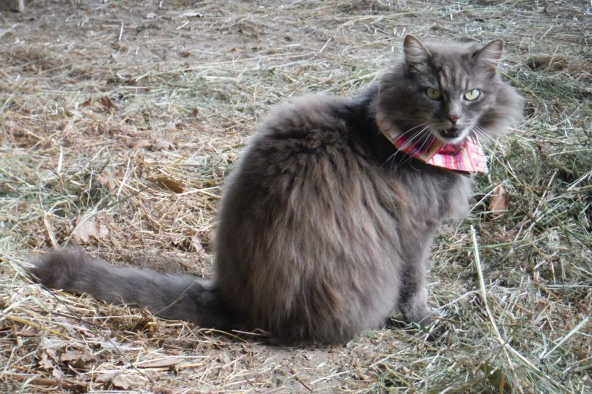 Domäne auf dem Bauernhof - foto 25