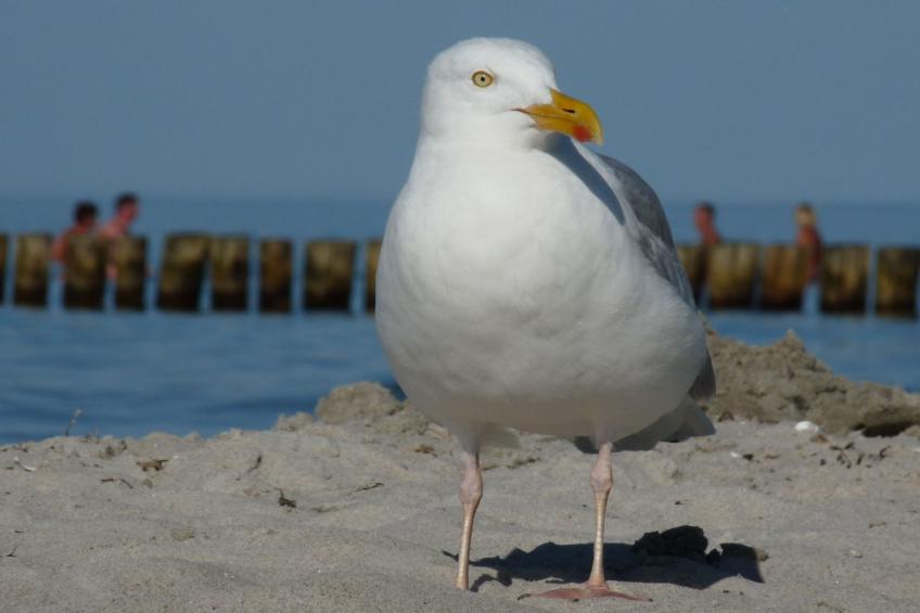 Janet Ratschkowski - foto 52