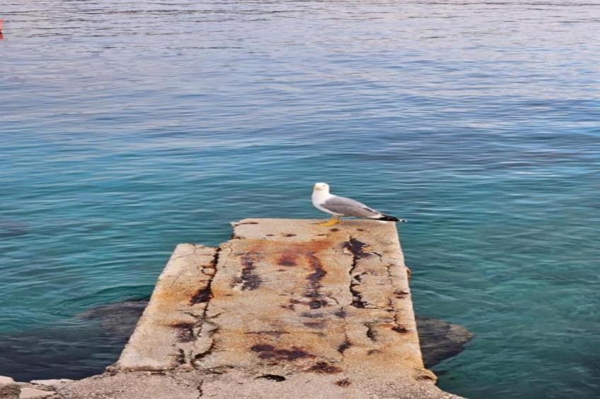 Apartments and Rooms Mikelin - Room Alen 4 - foto 13