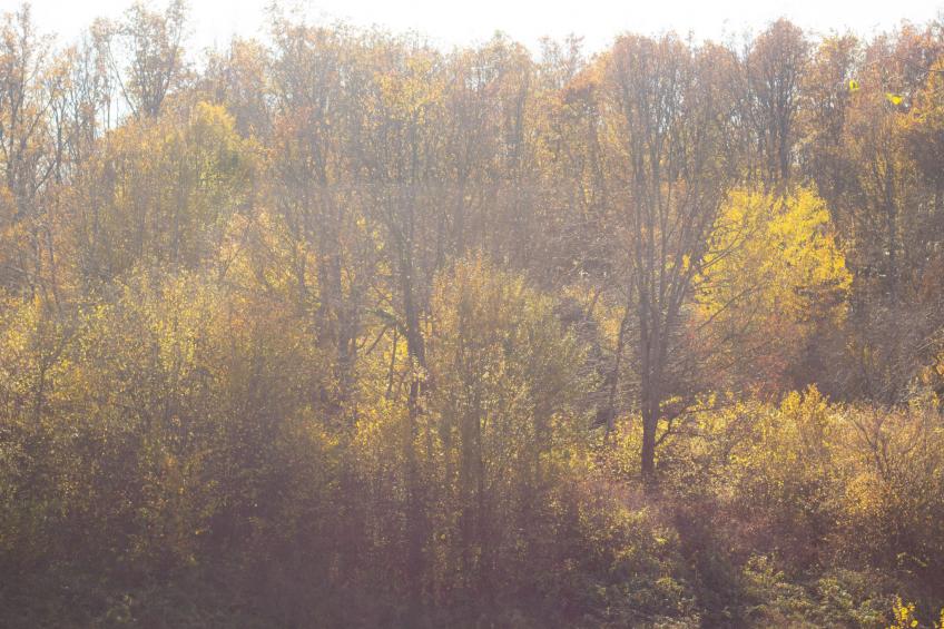 House Aurora Silvae - foto 30