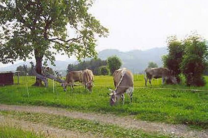 Bauernhof ufem Berg - foto 16