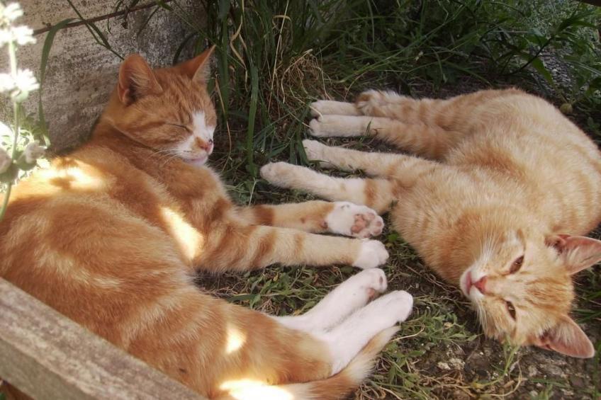 Hof Rodenkrog Fewo 2 - foto 36