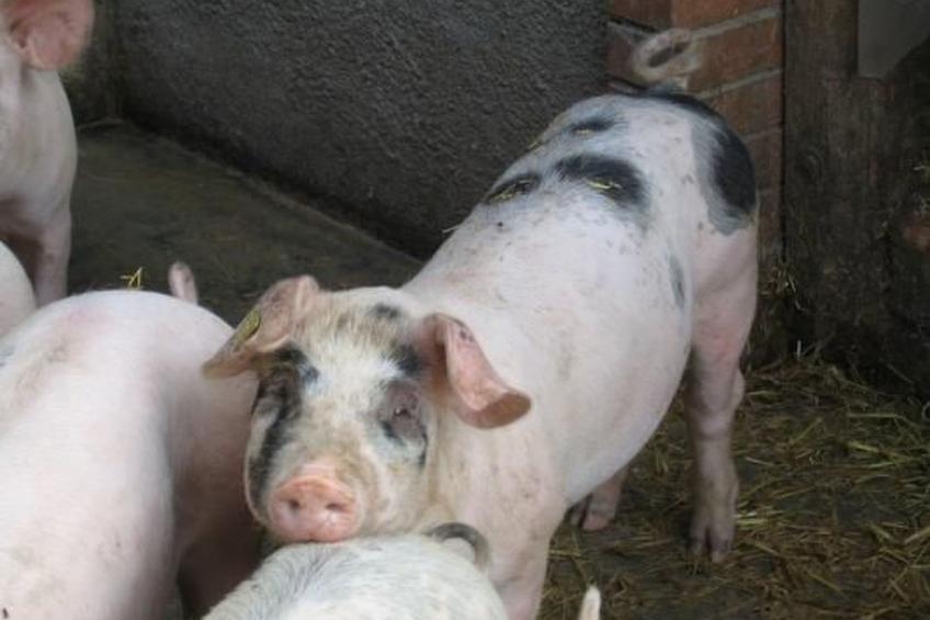 Biobauernhof Balm - foto 4