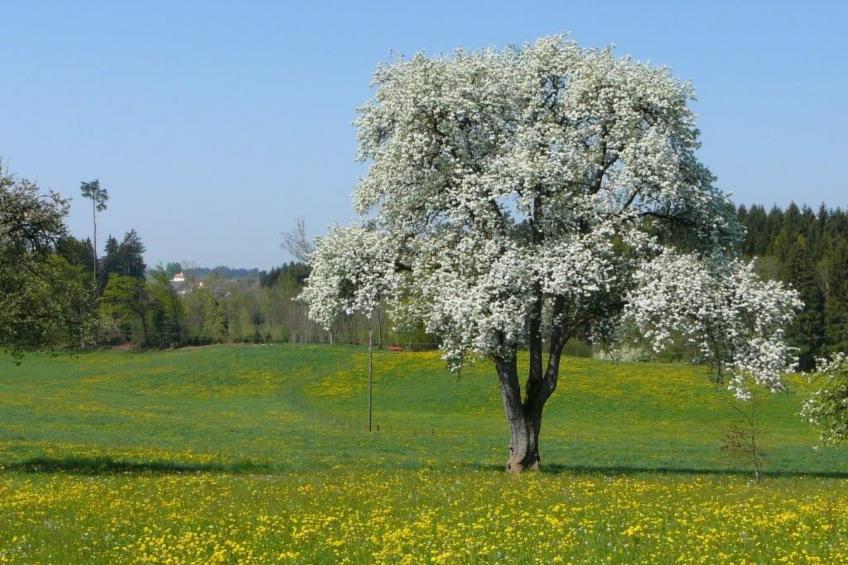 "Obstwiese" - foto 29