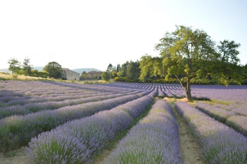 T2 'regular' - foto 36