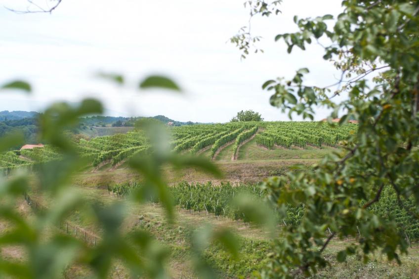 Sunny Two Bedroom Retreat in Beautiful Bizeljsko - Two Bedroom Country House - foto 23