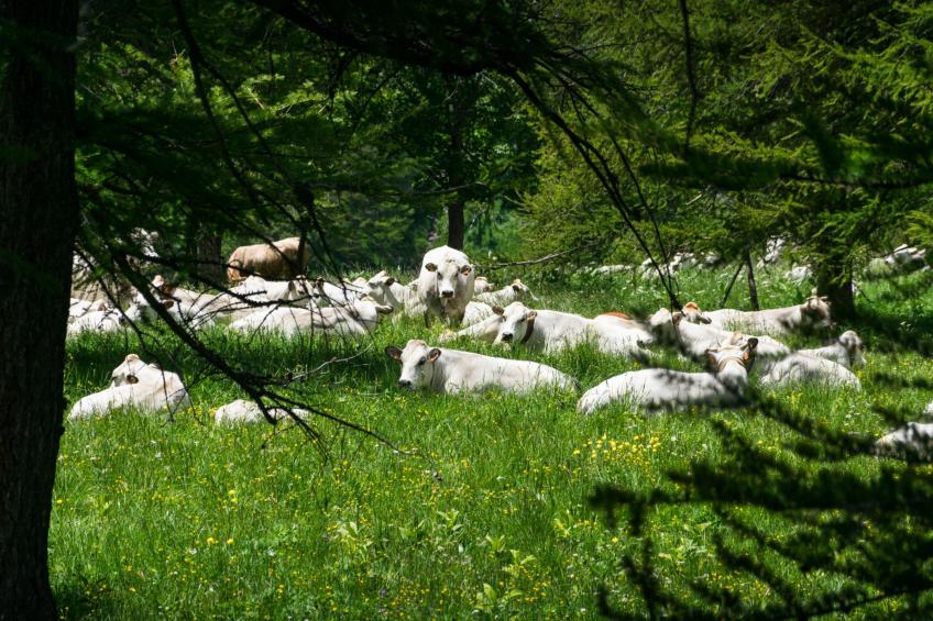 Baita La Ciaburna (skiing nearby) - foto 21