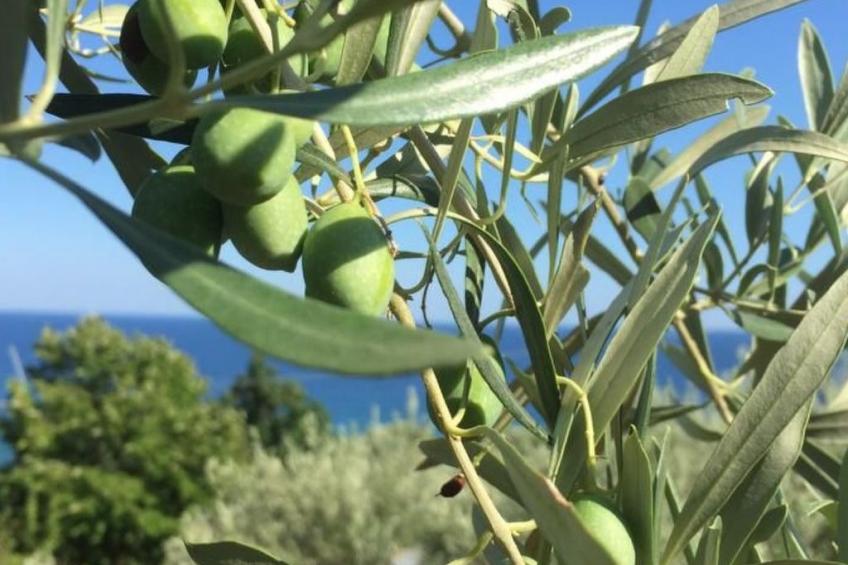 Rosemarine - foto 19