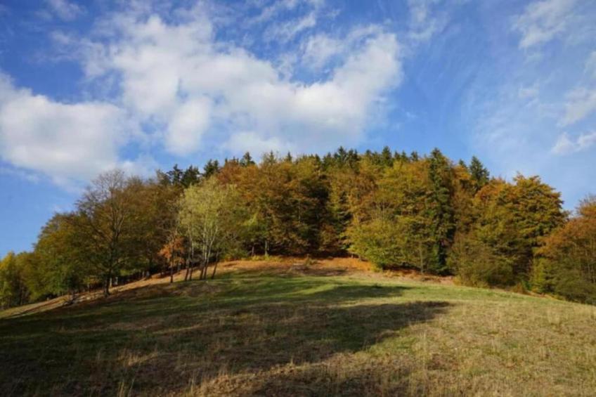 Friedrichshöhe - foto 33