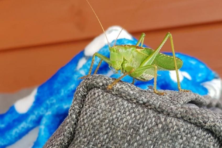 Blue Eco Cottage" Ferienhaus mit Wasserblick - foto 44