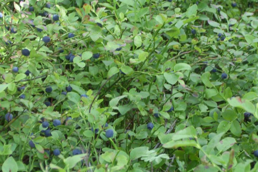 Gösen in Seenähe inklusive Ruderboot - foto 15