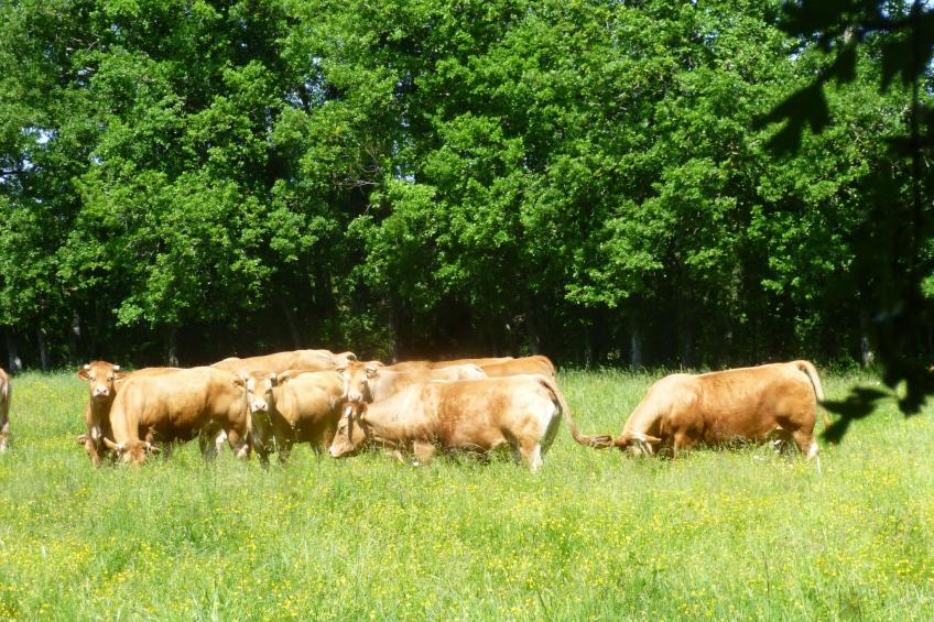 Fachwerkhaus "gitealienor perigord" - foto 17