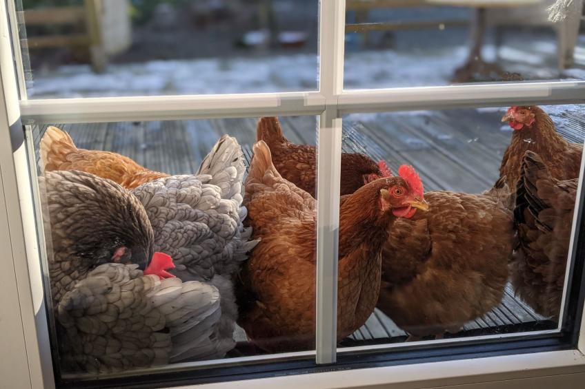 Landgut "La Vacherie" mit Terrasse - foto 16