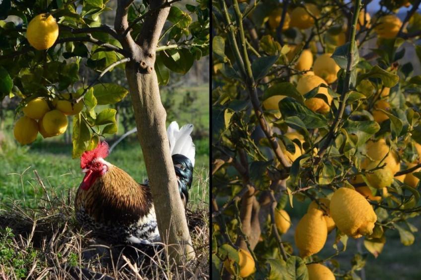 Su Sole de Barega - foto 20