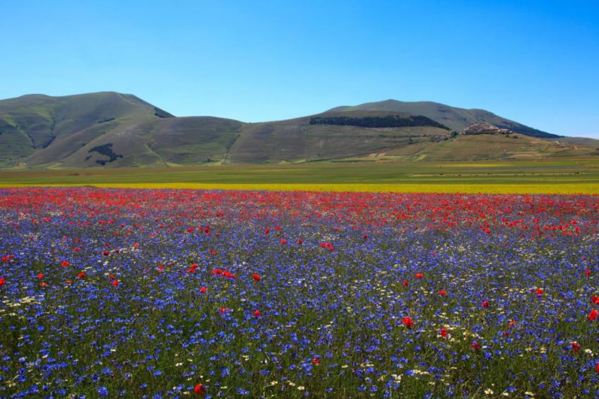 Il Poggio Degli Olivi Superior 2-room 2 - foto 24