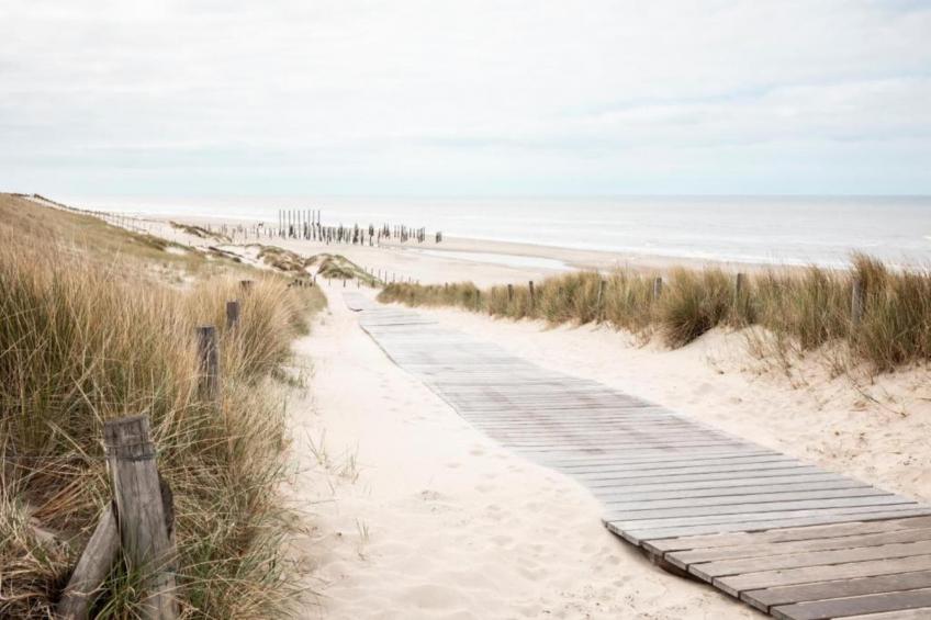 Campanula 171 - foto 22