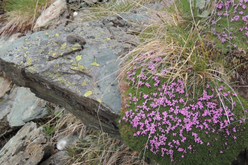 Tschlin Chasa La Resgia, (Tschlin) - foto 20