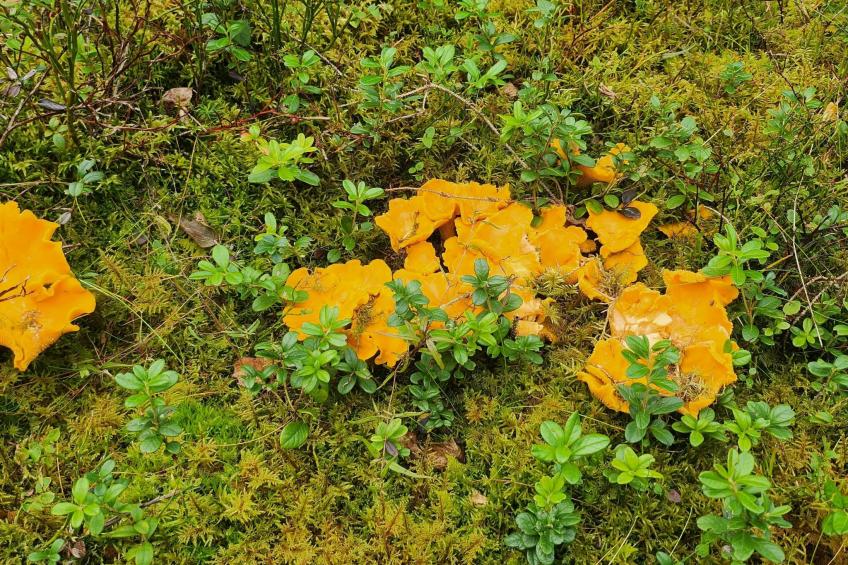Abborren mit eigenem Ruderboot - foto 23