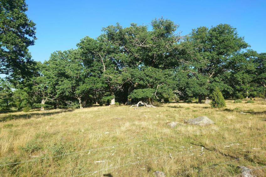 BF-HYR9H - foto 12