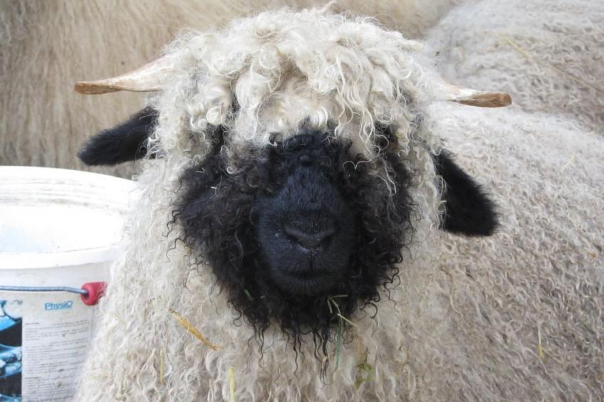 Tieroase Grünegg - foto 6