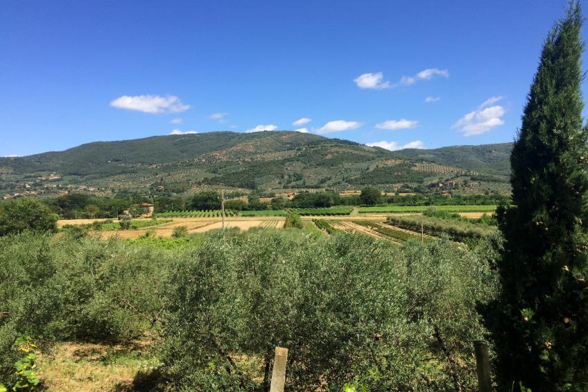 Tillia - foto 6
