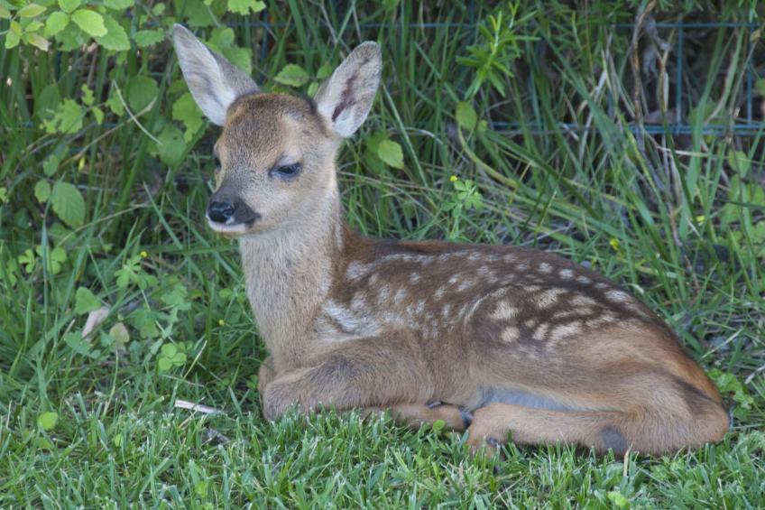 Apartment Rosa Canina (Wilde Rose) - foto 18