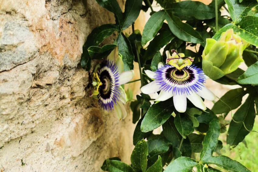 Appartements à Montagut i Oix - foto 36