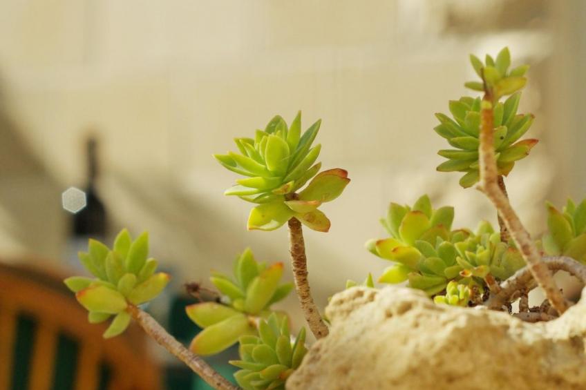 Gesamtes Ferienhaus in Sumartin mit Privatem Pool - foto 7