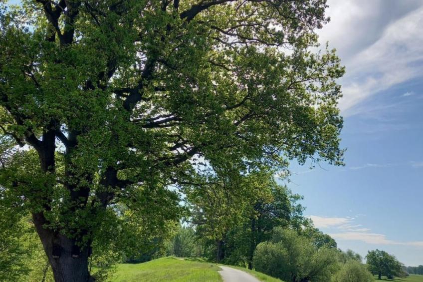 Haus Elbrose inmitten von Rosen mit Elbdeichzugang - foto 28