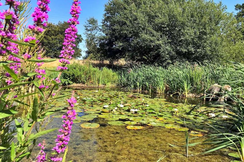 Lilypad Bell Tent - foto 17