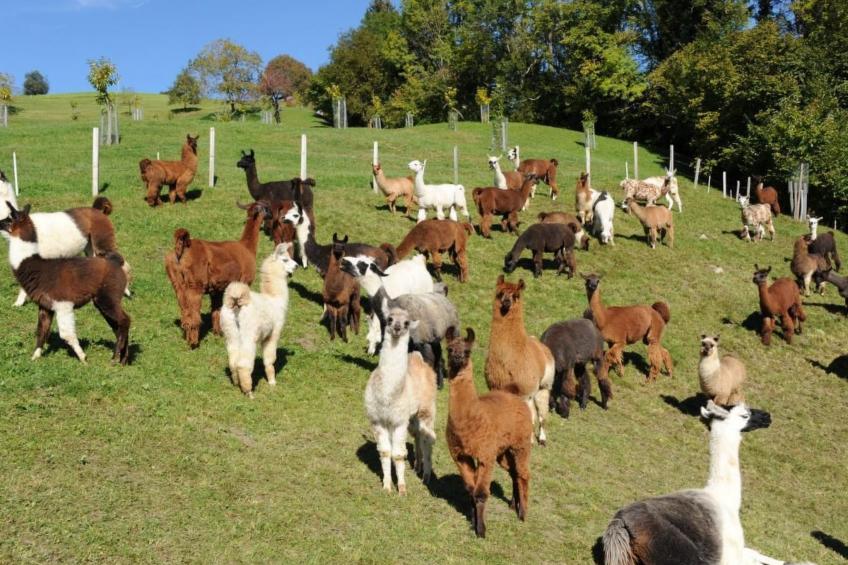 Holzhaus auf Lamahof - foto 39