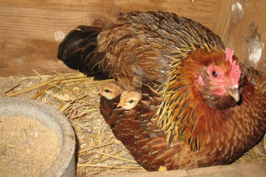 Unterkunft auf dem Bauernhof "La printanière" (Die Frühlingsfrau) - foto 28