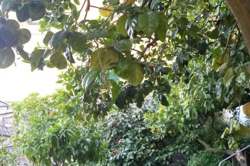 Wohnung 'The Grapefruit' mit Whirlpool - foto 11