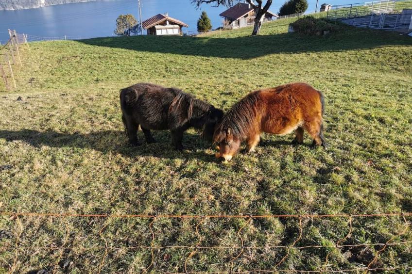 Traumblick Krattigen - foto 18