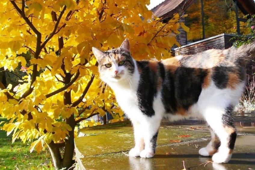 in Walscheid mit Terrasse, Grill - foto 44