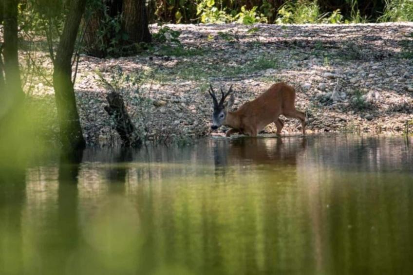Apartment Kvarner - foto 30