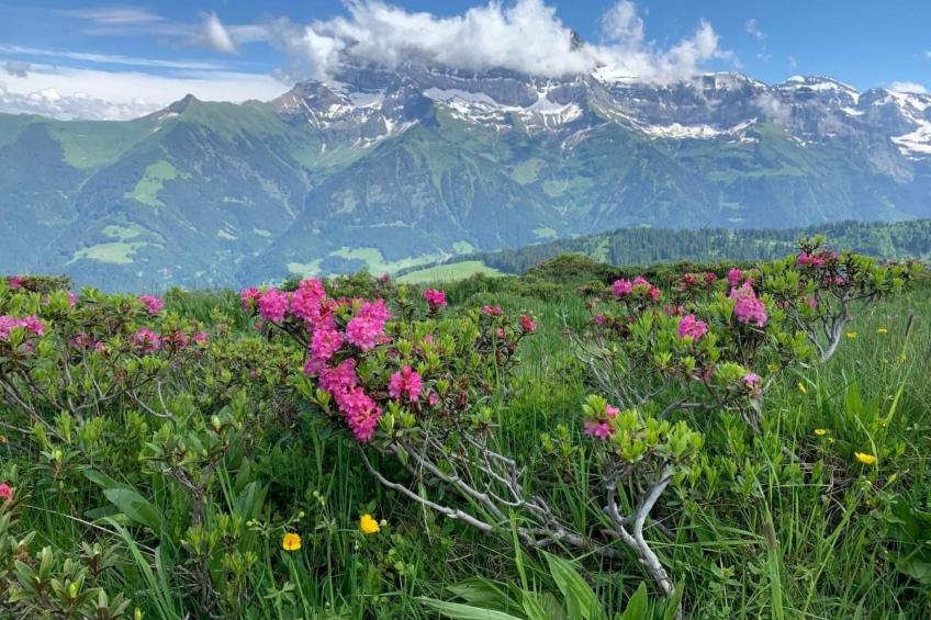 Peak App., Morgins - foto 22