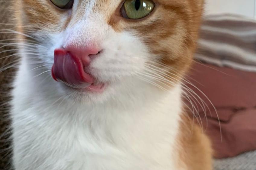 Zillendorf 2 - foto 32