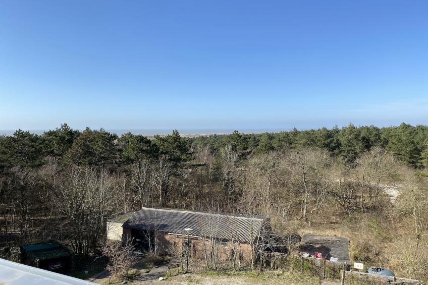 Tijgeroog - foto 33