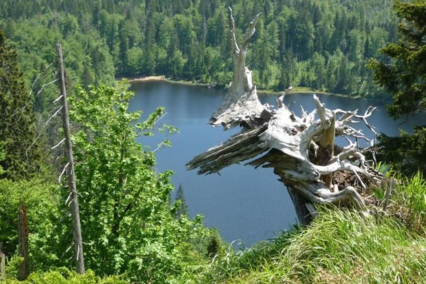 Moderne Ferienwohnung mit Gartennutzung - foto 14