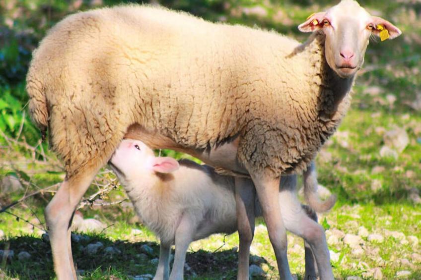 Maison à Muro - foto 28