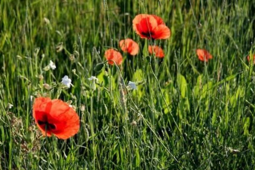 Doppelhaushälfte für sechs Personen mit Terrasse - foto 43