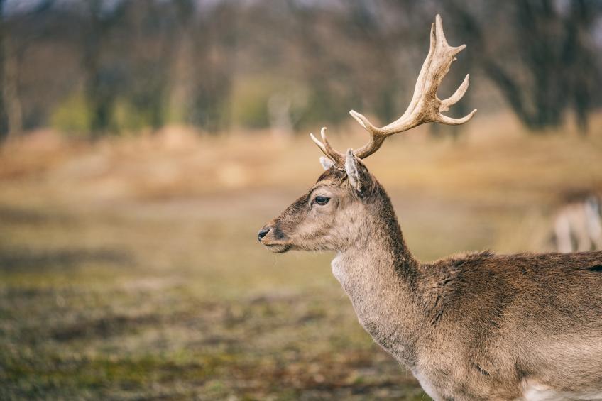 Duinresort Dunimar 3 - foto 31