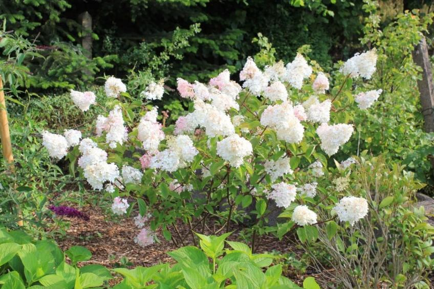 Appartement in Mastershausen mit Terrasse, Garten und Grill - foto 30