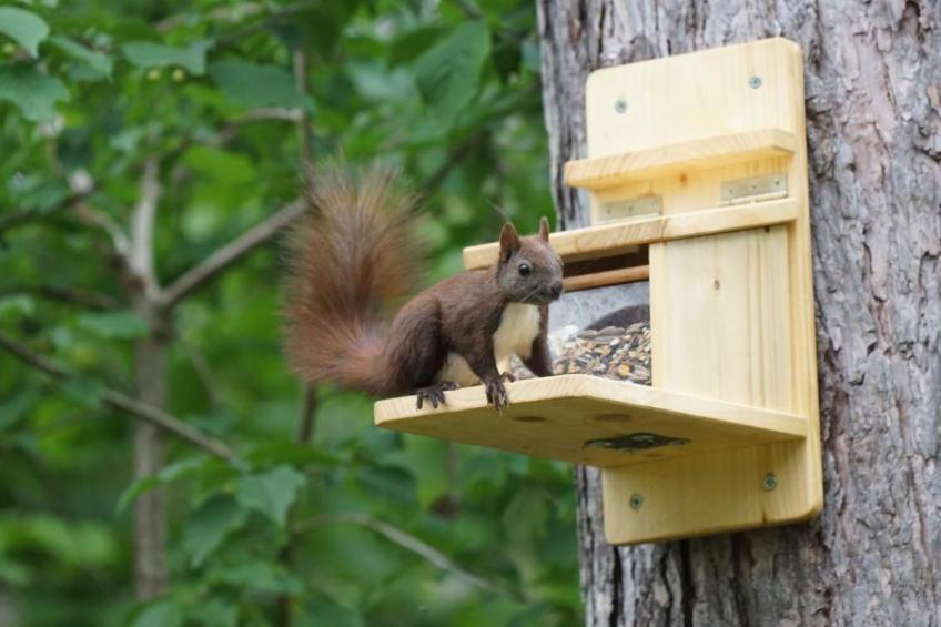 WaldhausEichhörnchen - foto 23