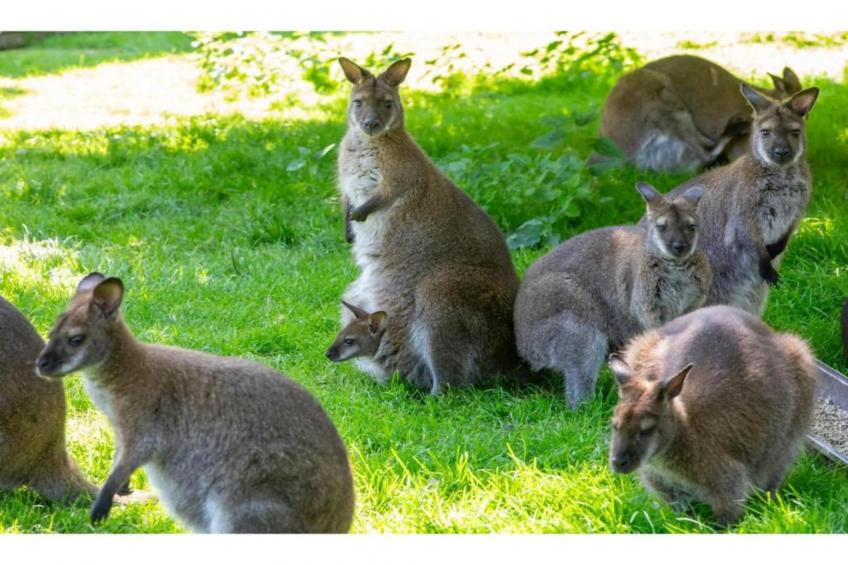 Kon Emmaweg 26 Vrouwenpolder 2p - foto 17