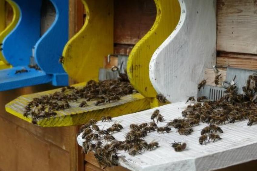 Bauernhof Gerber - foto 19