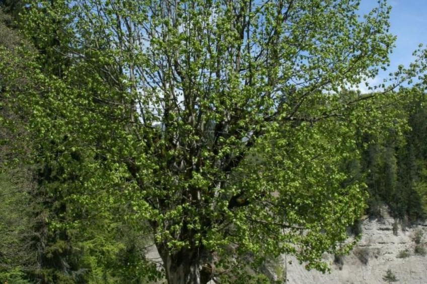 Fewo mit Herz - foto 37