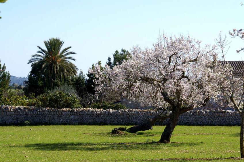 Finca "Son Pereto" mit privatem Pool - foto 24