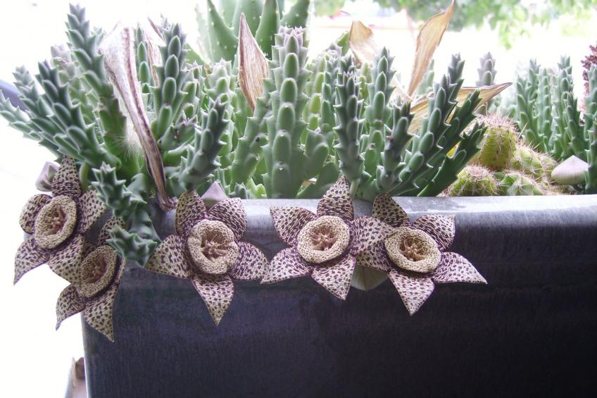 für fünf Personen mit Balkon - foto 24